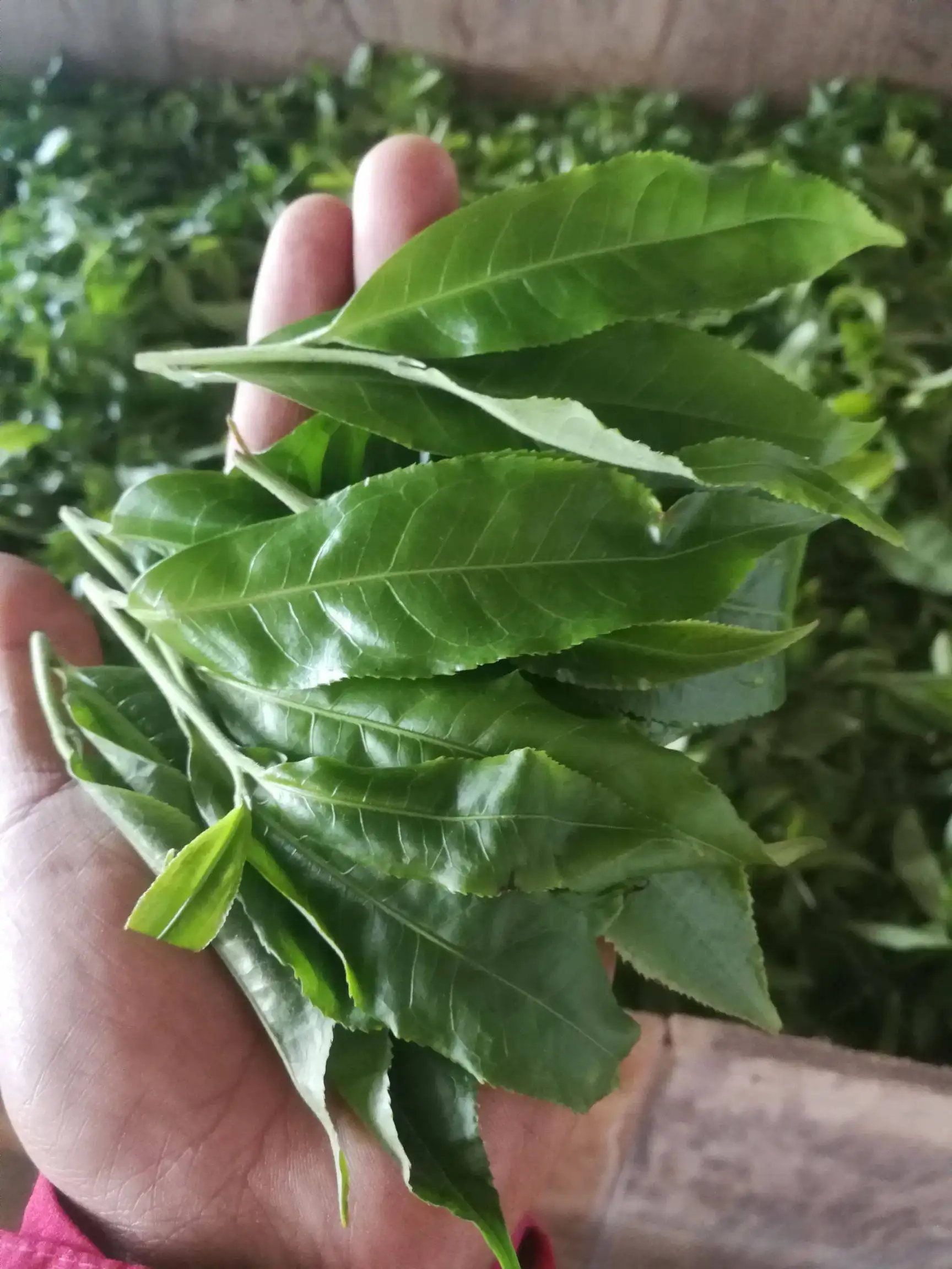 2022年易武曼秀古樹春茶價格？