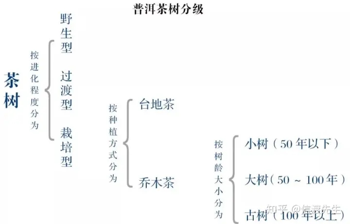 2022年按順序排列普洱茶樹等級 怎么分？