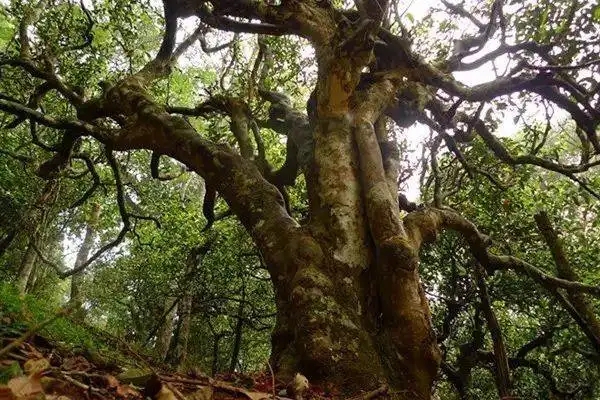 冰島！普洱茶界最有名的山頭，一次性把冰島茶講清楚！