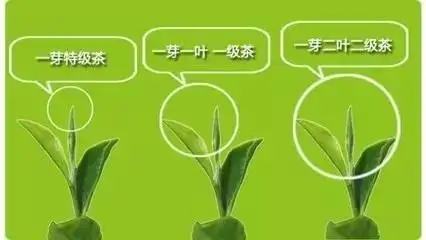 普洱茶如何分級(jí)？