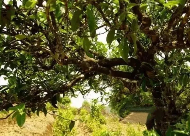 如何鑒別普洱茶樹齡？