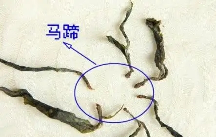 馬蹄竟然還能喝？普洱茶里的馬蹄你有了解過嗎？