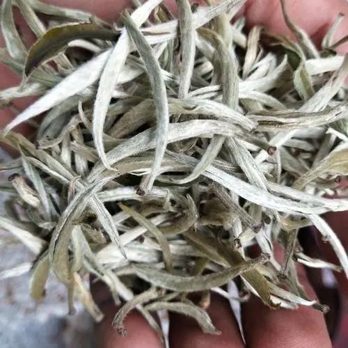 遇見月光白之美，存放四年云南古樹白茶