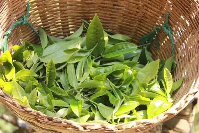 普洱茶3大核心產(chǎn)區(qū)，請(qǐng)好好收藏！