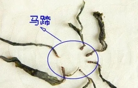 馬蹄竟然還能喝？普洱茶里的馬蹄你有了解過嗎？