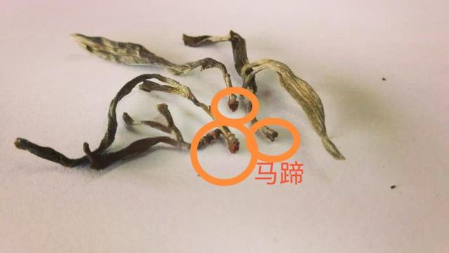 “馬蹄?！倍嗌俑竟?jié)有關(guān)系？
