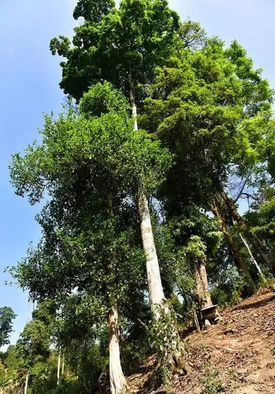 普洱茶概念中的“國有林”、“高桿古樹”是怎么樣的存在？