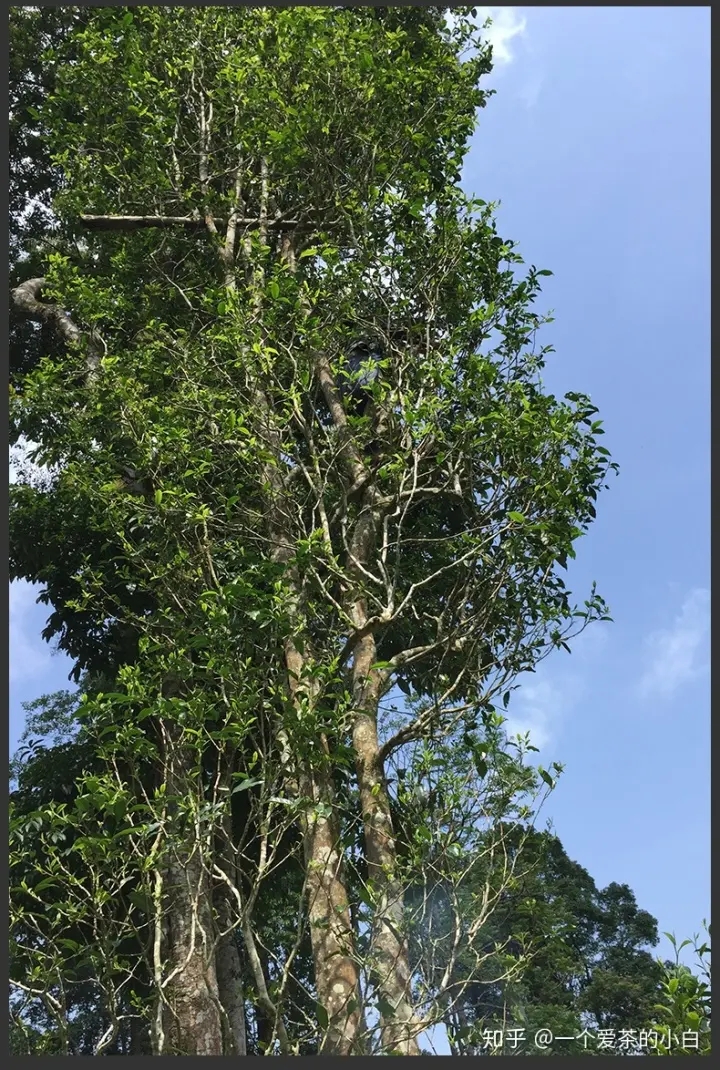 高桿古樹做成的普洱茶，憑什么紅遍大江南北？