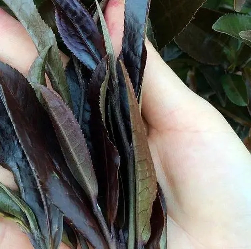 普洱茶中有一種叫“紫芽茶”的是怎么回事？