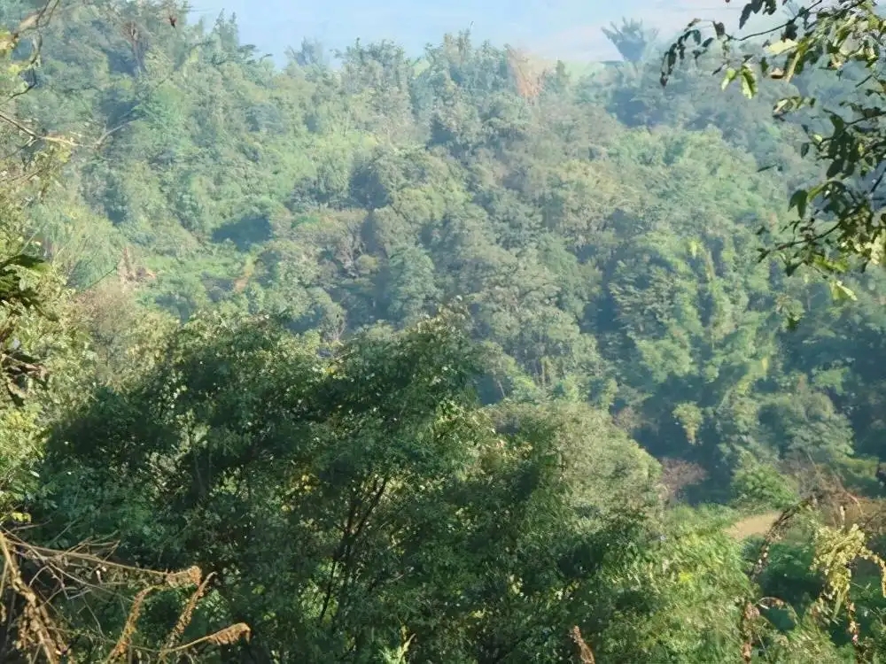 茶山紀實：再進犀牛塘，不一樣的感覺；菁瑤可以預見的豐收年