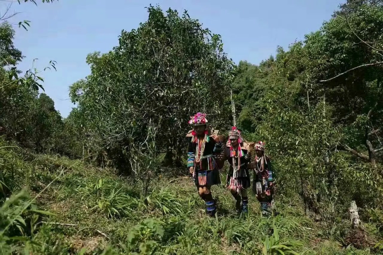 【好茶知味】南糯山石頭老寨拔瑪古樹：醇柔之質(zhì)，綿遠(yuǎn)之韻