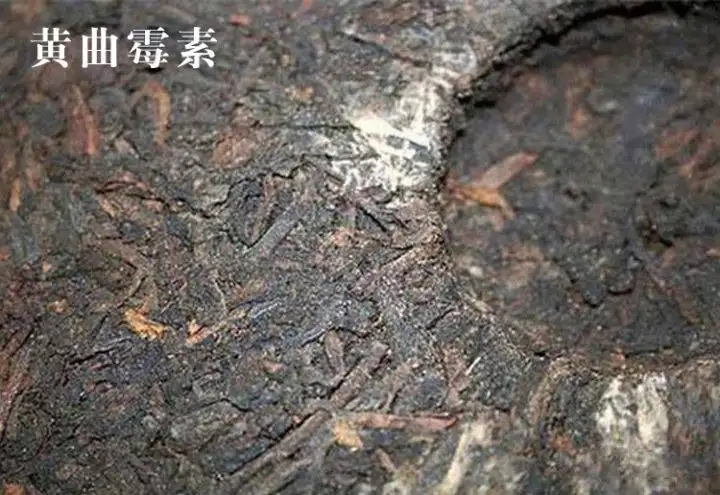 普洱茶有黃曲霉毒素，喝了會致癌？不黑不吹，咱用事實說話