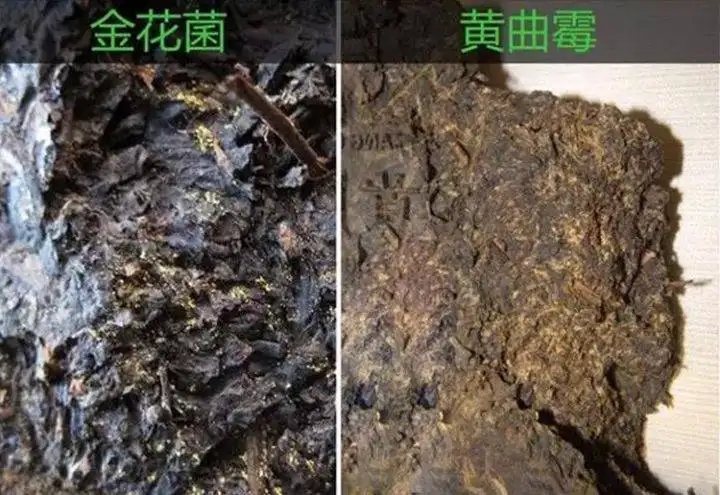 從普洱茶致癌論說(shuō)開(kāi)，再談普洱茶與黃曲霉毒素的關(guān)系。