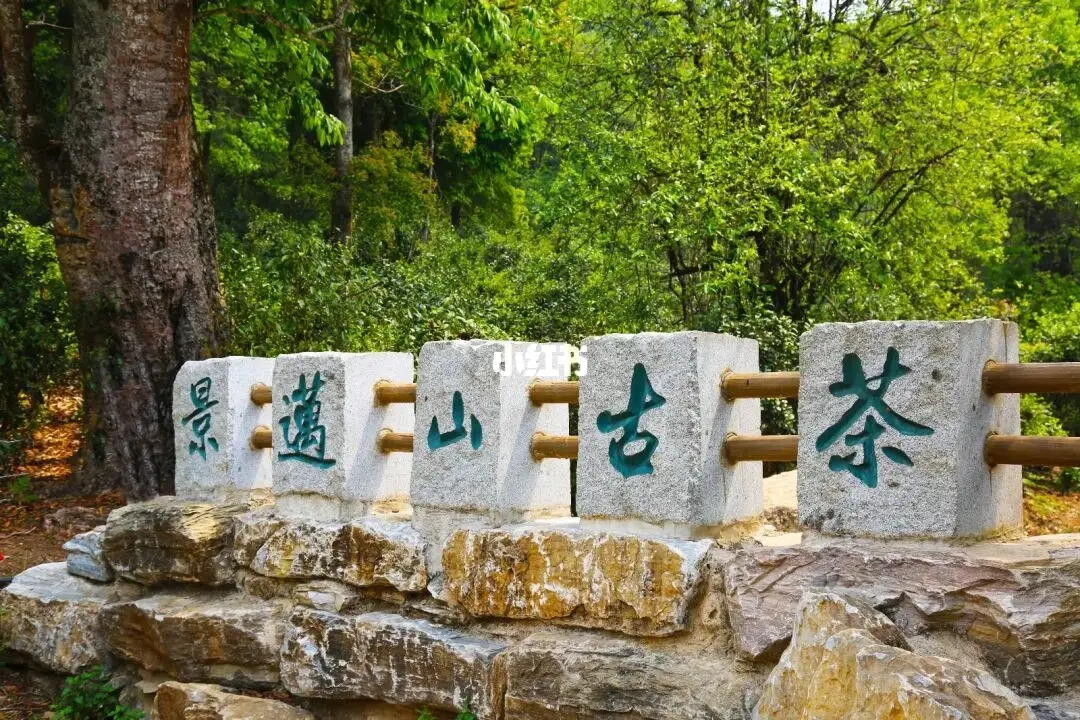 普洱茶的年份：新茶、老茶、中期茶、印級茶、古董茶