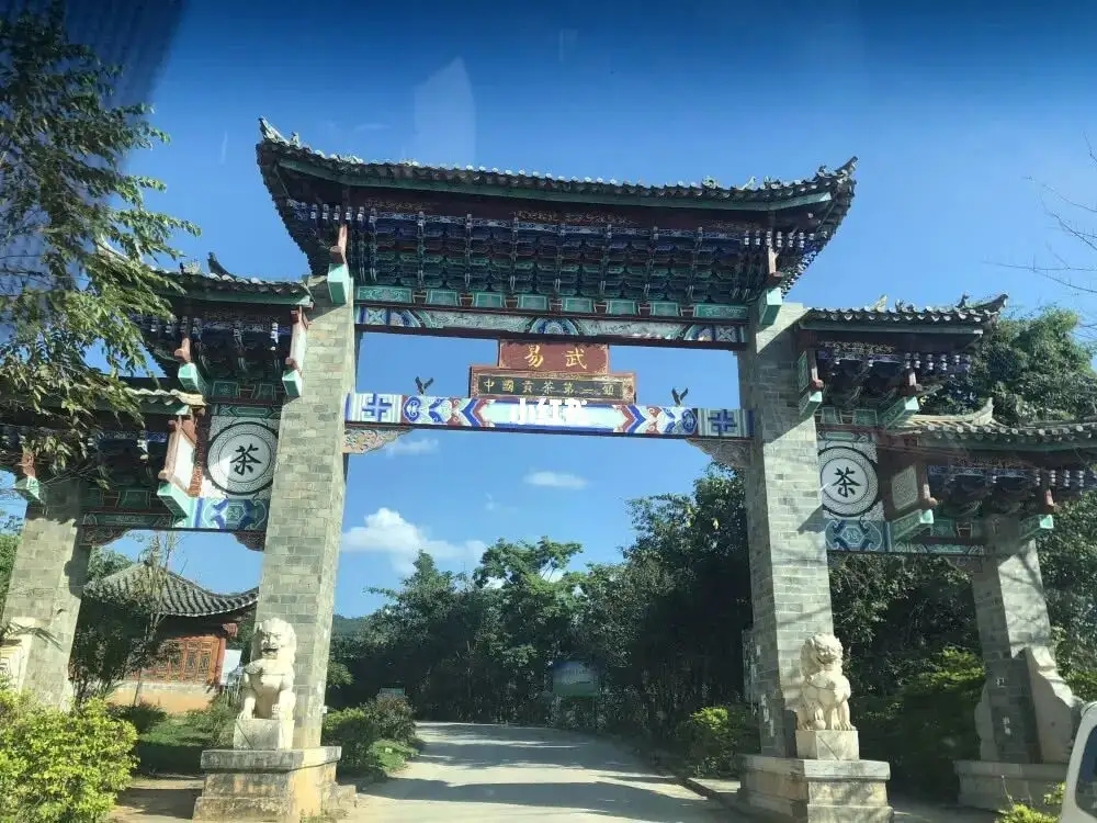 古樹茶年份越老，茶葉就越好嗎？影響茶葉品質的因素有哪些？