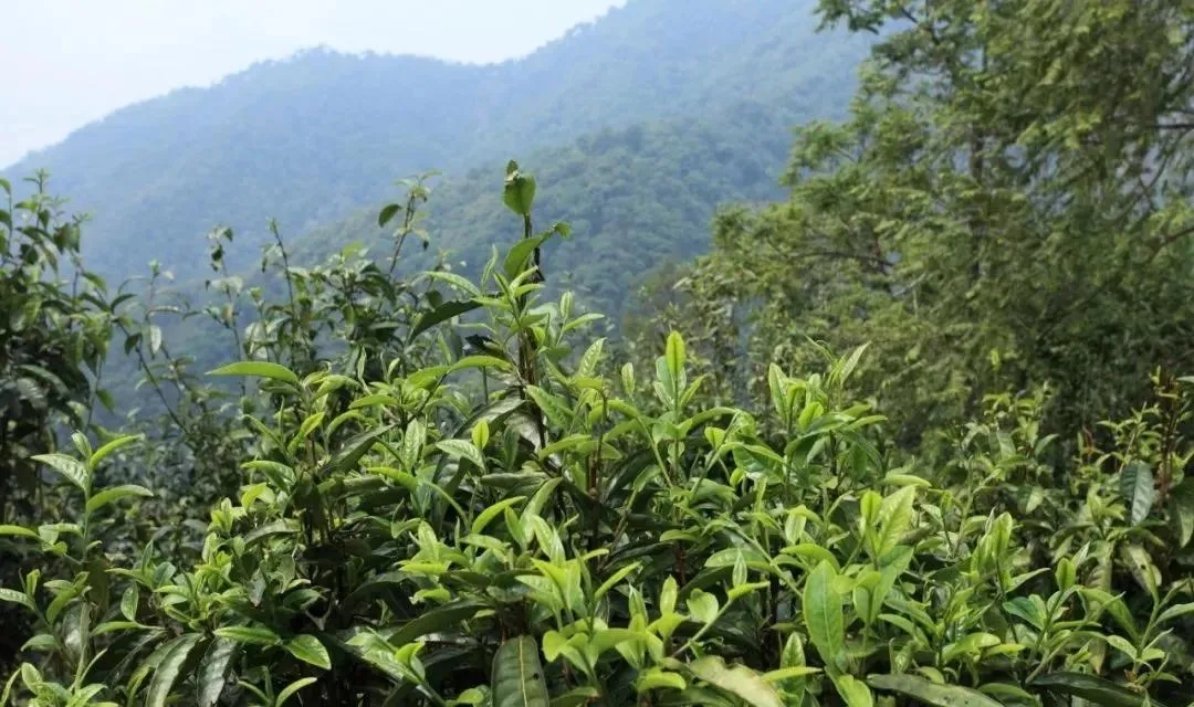 古樹茶的價值和意義在哪里？