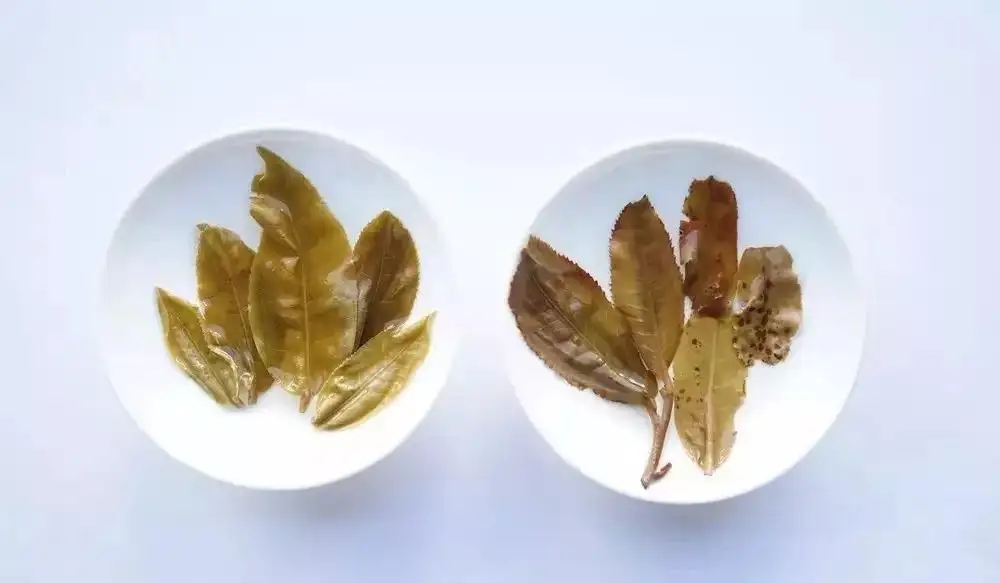 普洱茶的九種山寨版本，喜歡普洱茶的一定要看