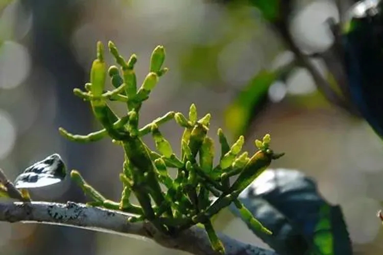 什么是螃蟹腳？茶界的螃蟹腳可能和你想的不一樣！