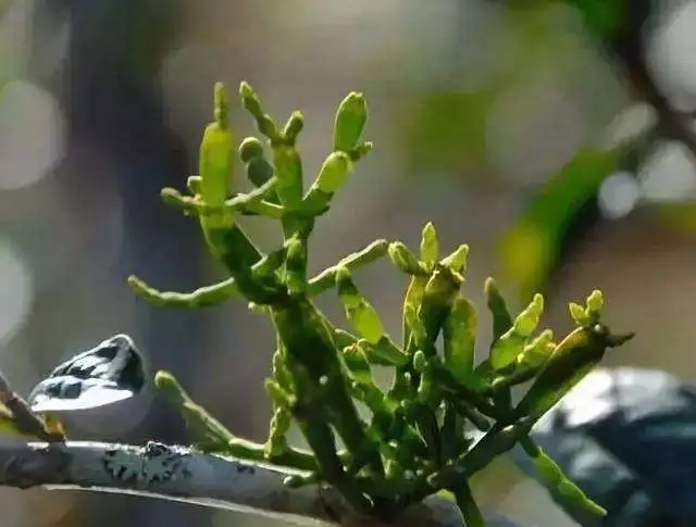 一節(jié)螃蟹腳，勝過冬蟲和夏草