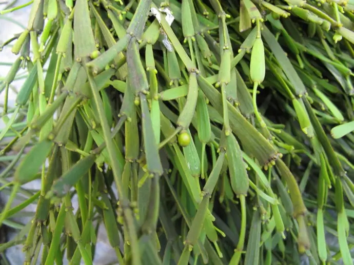 普洱茶中的“螃蟹腳”，到底是什么？如何辨別？