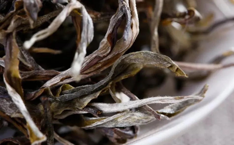 普洱茶樹生長(zhǎng)的海拔越高，品質(zhì)就越好嗎？