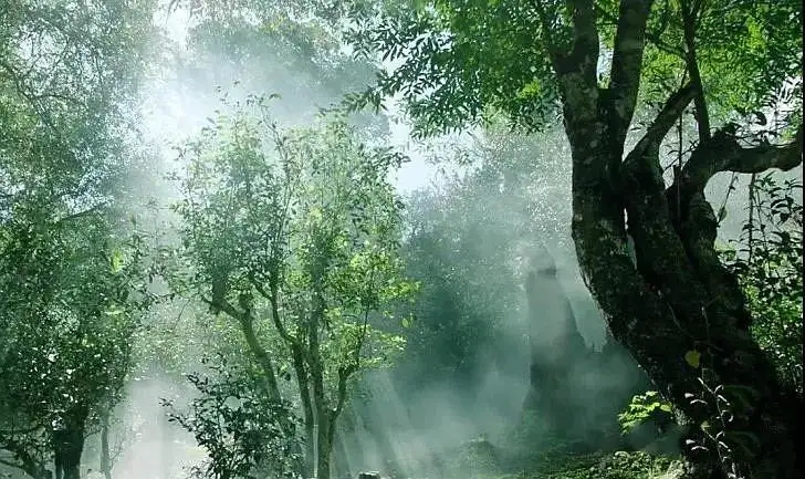 獨(dú)有神韻的瀾滄景邁古樹茶！