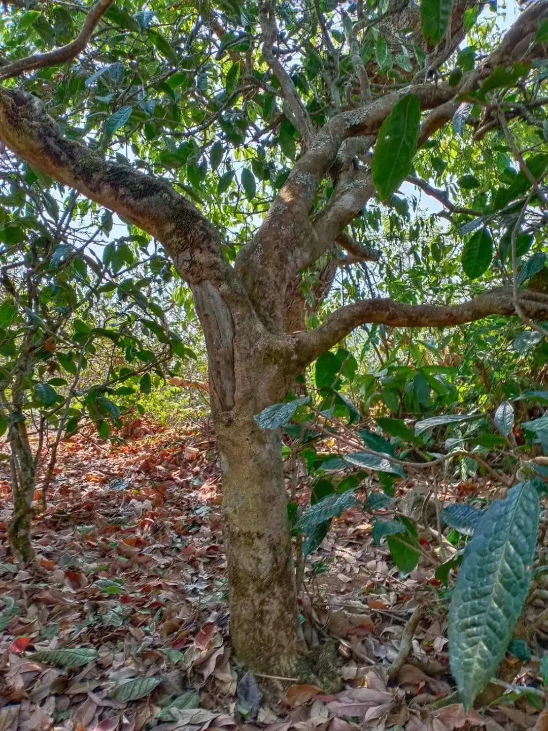 一山一韻，普洱茶的山韻