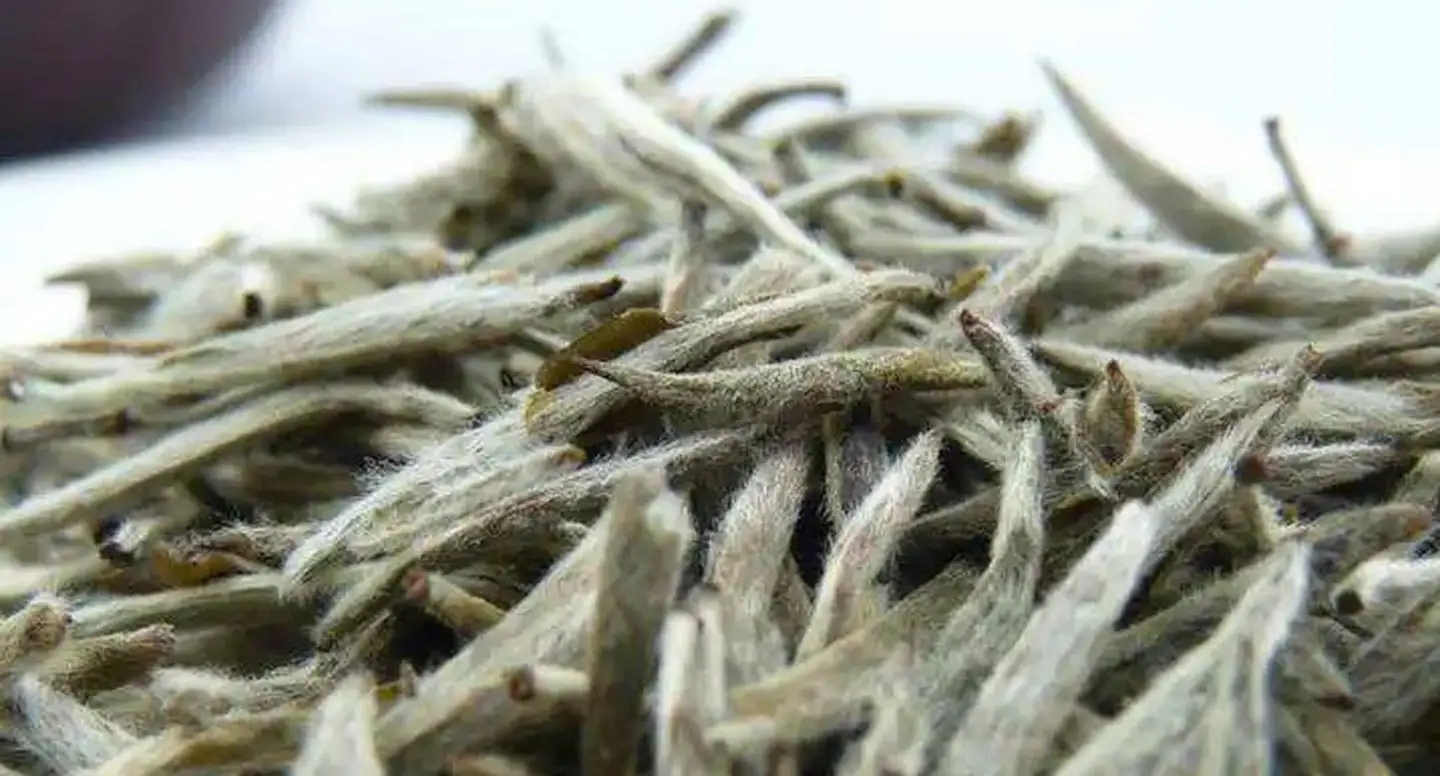 茶毫越多的茶，品質就越高嗎？