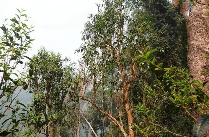 易武白茶園 | 量少珍稀古樹(shù)茶、易武茶中的佼佼者~香揚(yáng)水柔有內(nèi)質(zhì)