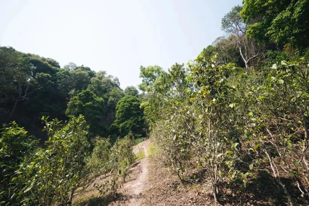 易武荒韻， 秘境白茶園