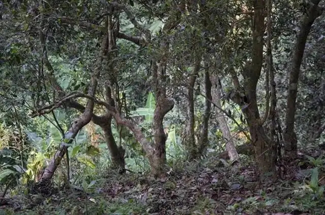 一山一味，山頭茶存在的意義究竟是什么？