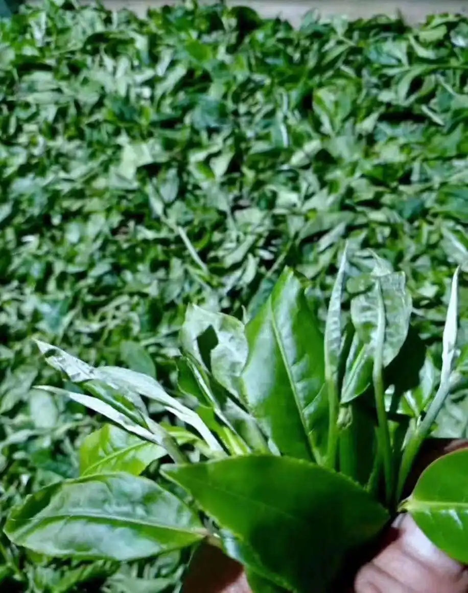 【答疑解惑】關(guān)于勐庫(kù)大葉種，你了解多少？