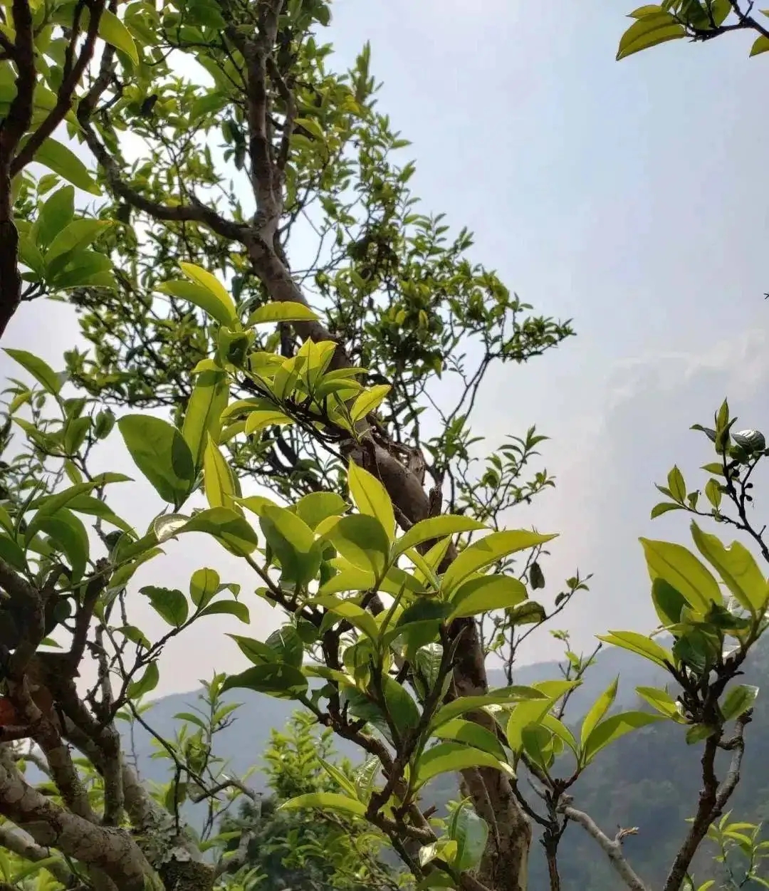 稀缺易武國有林-15個(gè)經(jīng)典產(chǎn)區(qū)解讀