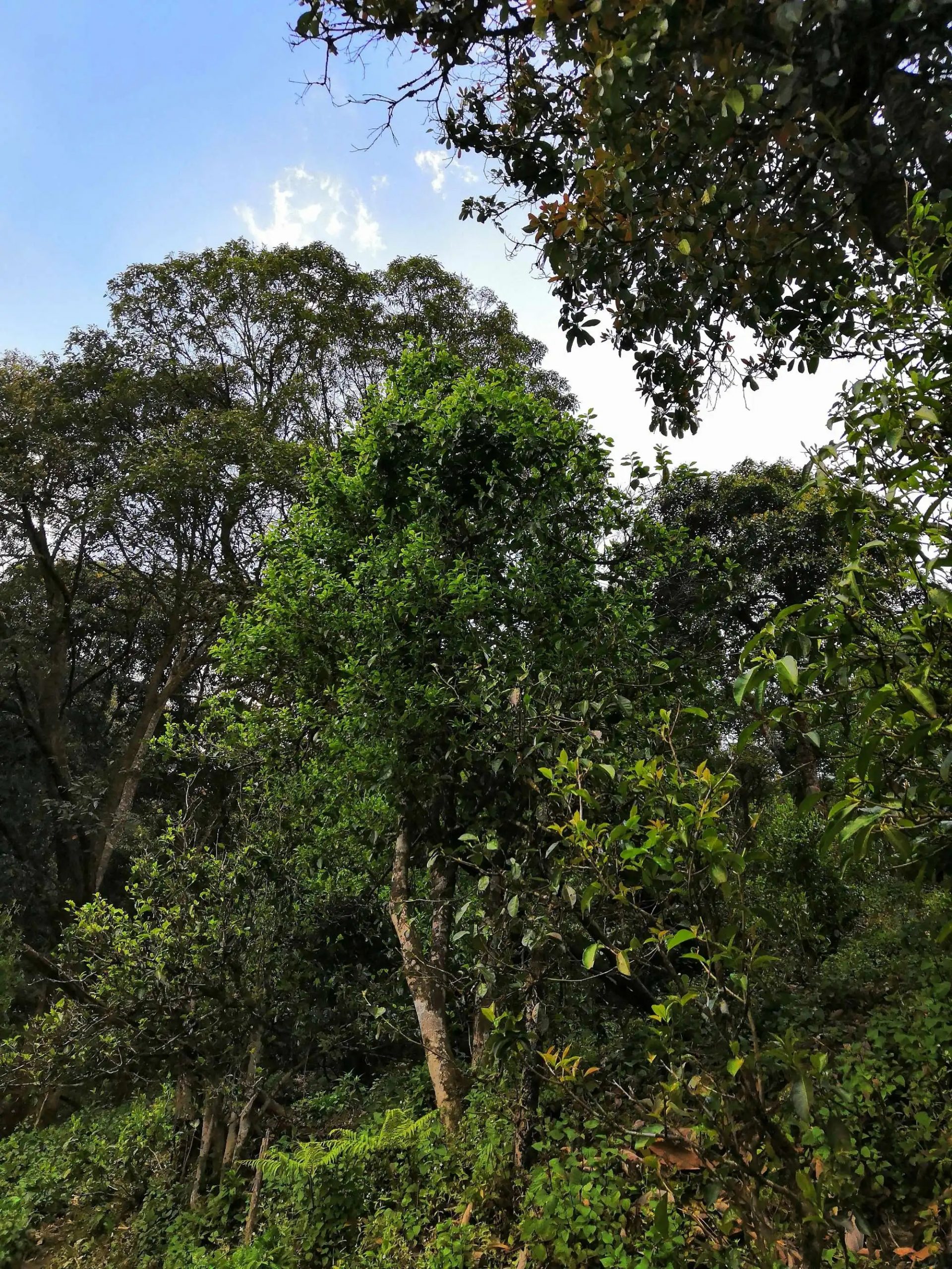 古樹茶的市場，未來該如何發(fā)展？