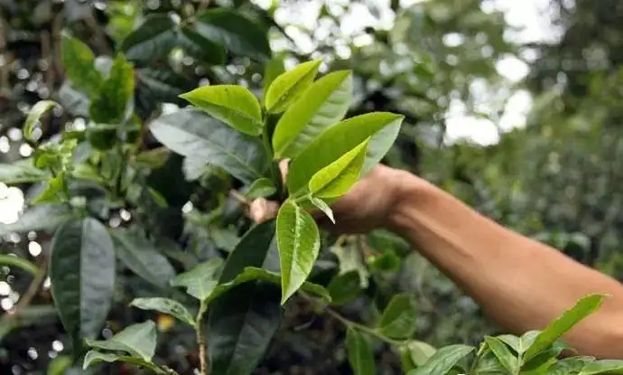 云南大葉種和小葉種是一個(gè)品種嗎？?jī)烧哂泻蝺?yōu)勢(shì)？