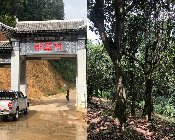 2023年新班章古樹春茶品質怎么樣？