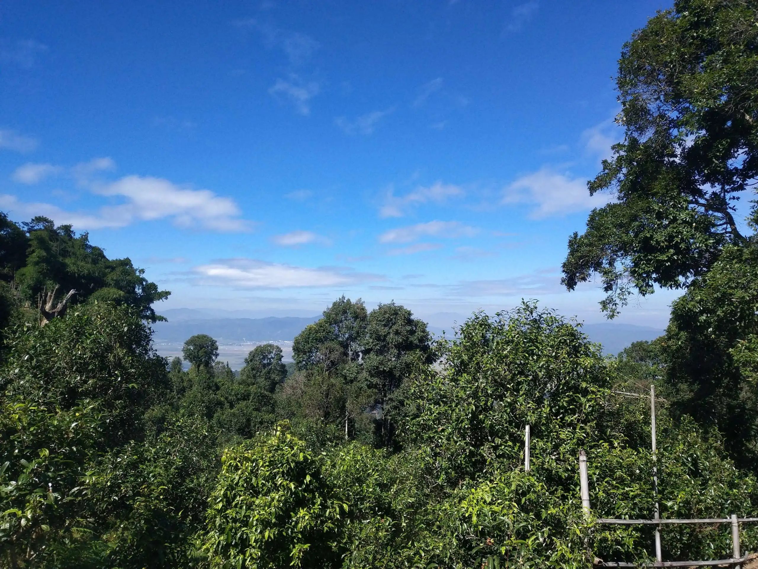 2023年廣別老寨古樹春茶特點是什么？