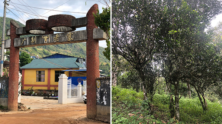 2023年廣別老寨古樹春茶多少錢一公斤？