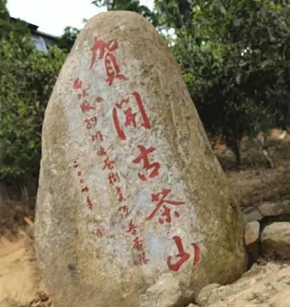 2023年賀開古樹春茶品質如何？