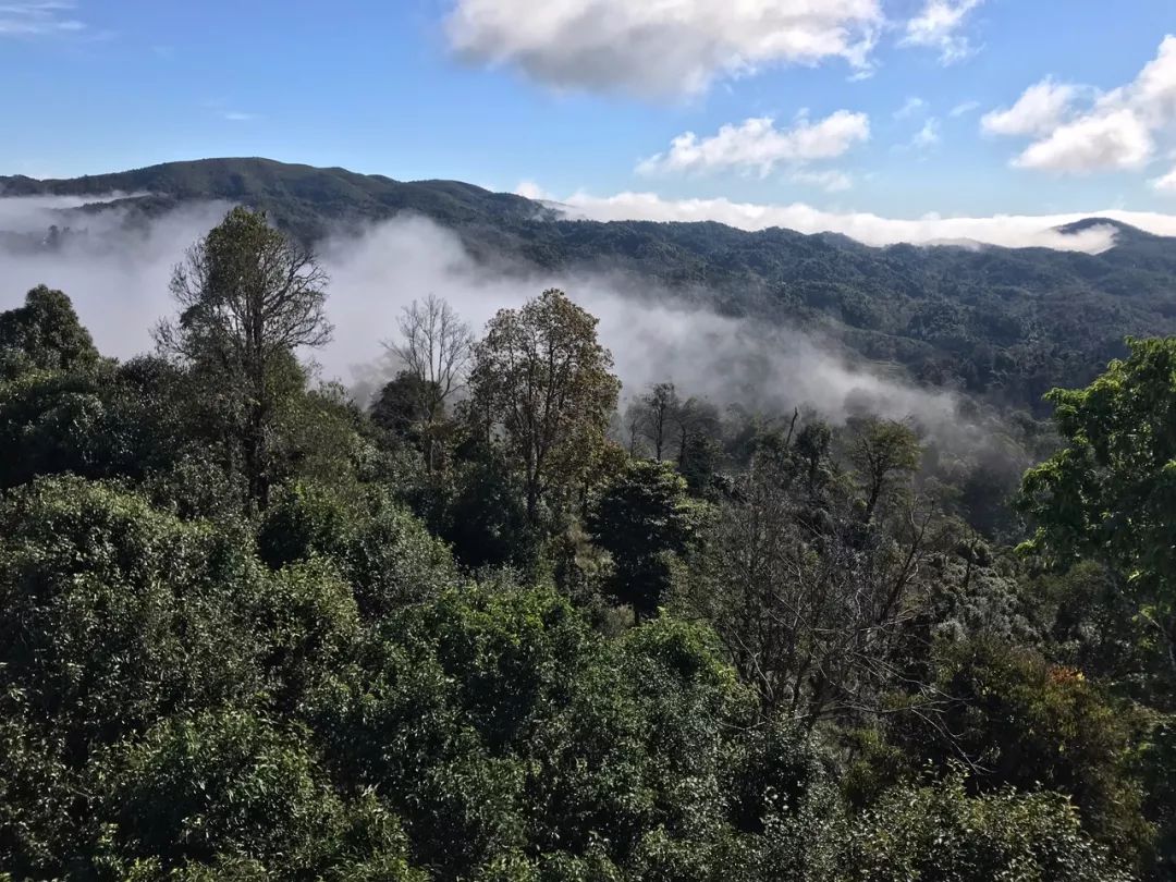 2023年賀開古樹春茶特點是什么？