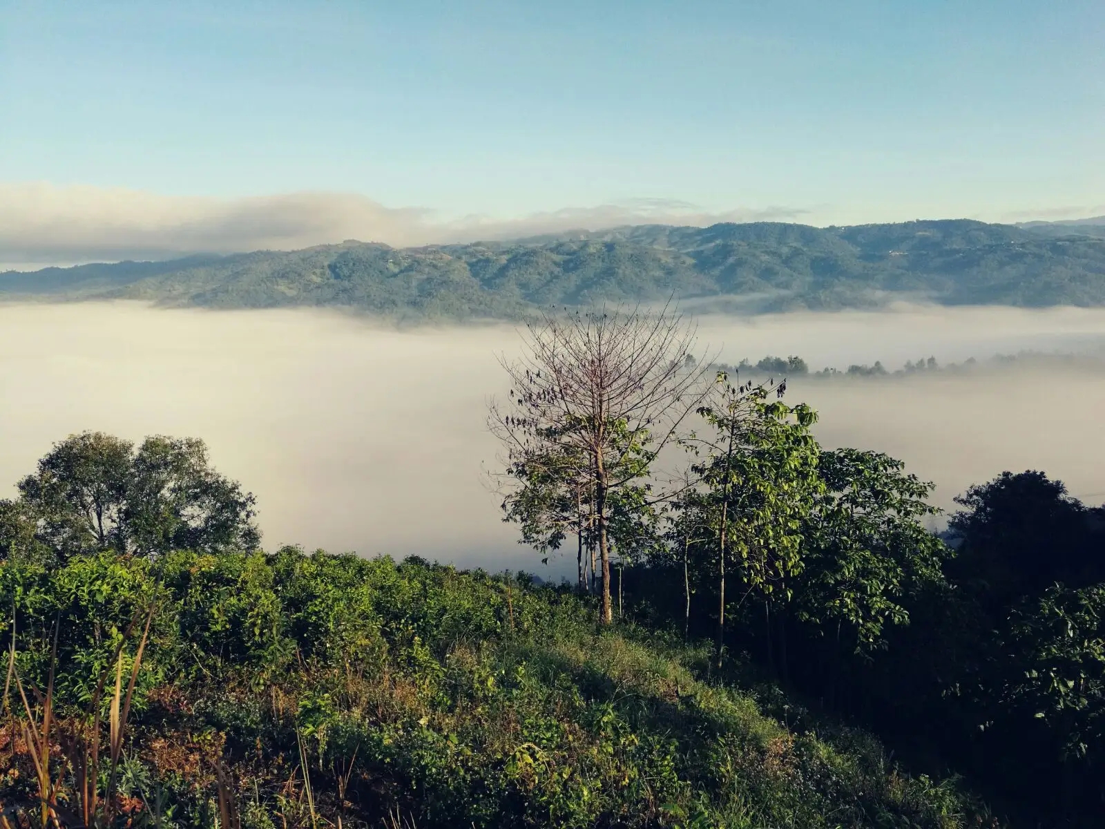 2023年賀開古樹春茶價(jià)格是多少？