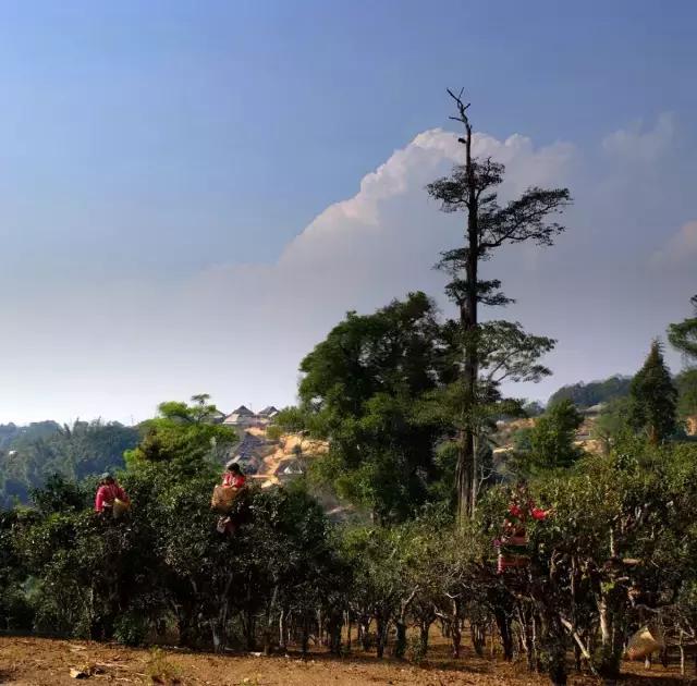 2023年賀開古樹春茶多少錢一公斤？