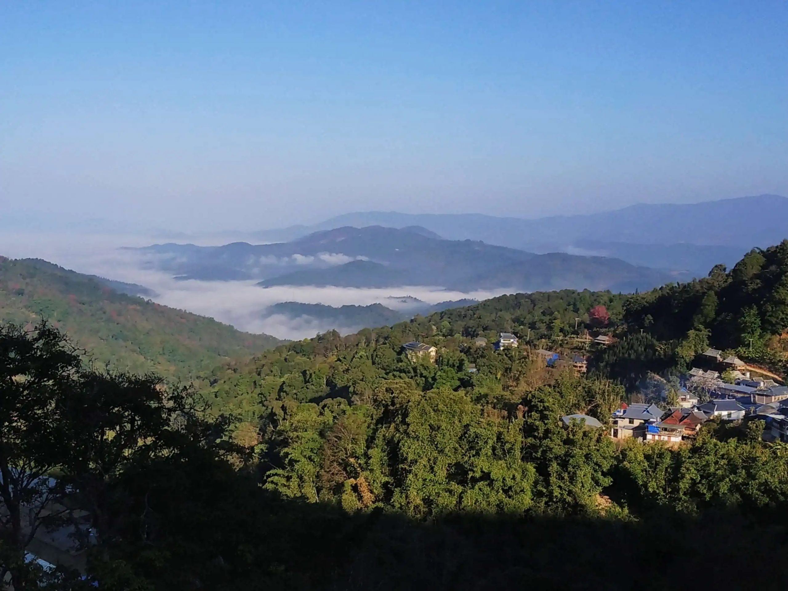 2023年南糯山古樹春茶口感如何？