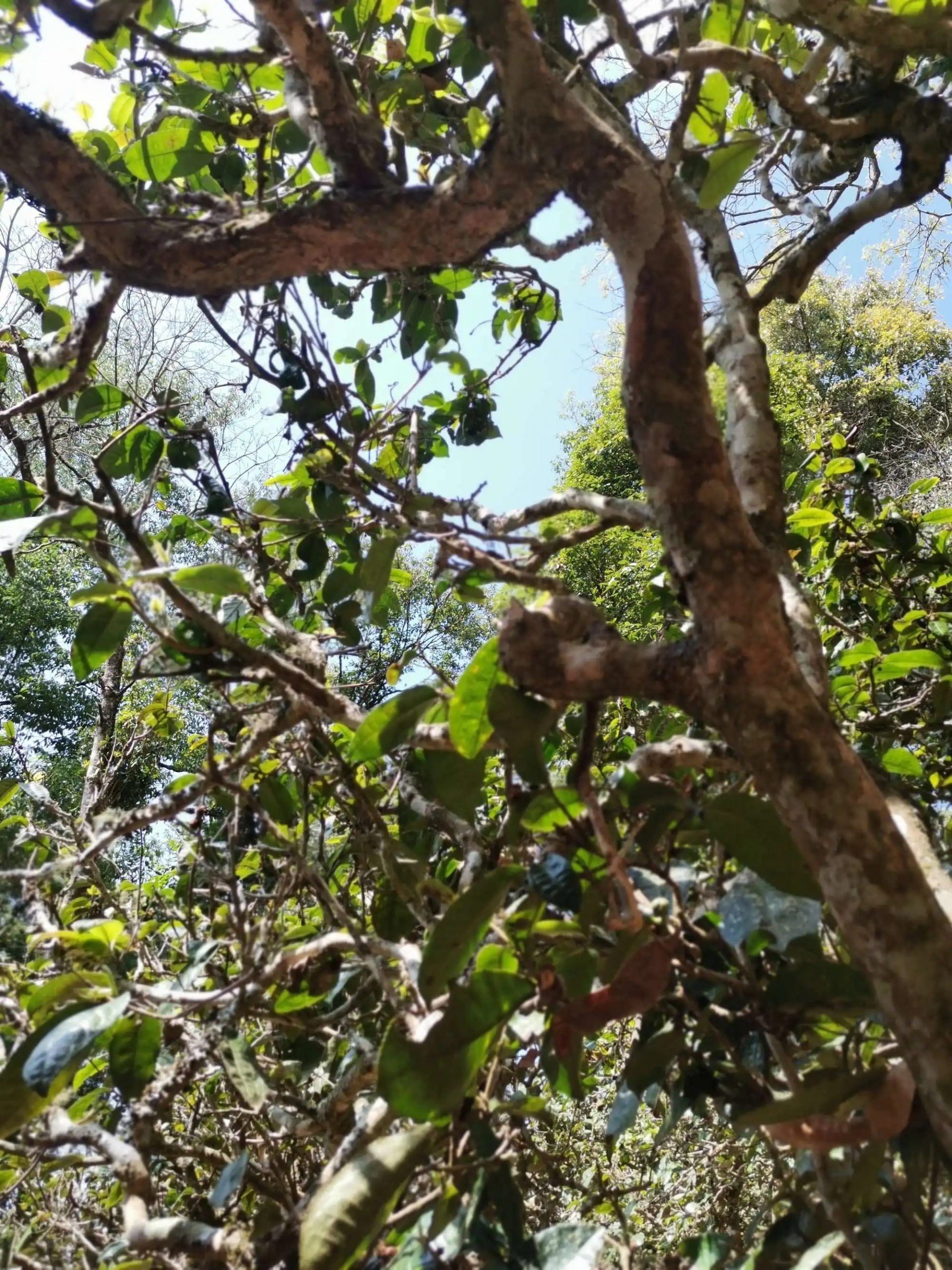 2023年那卡古樹春茶特點是什么？