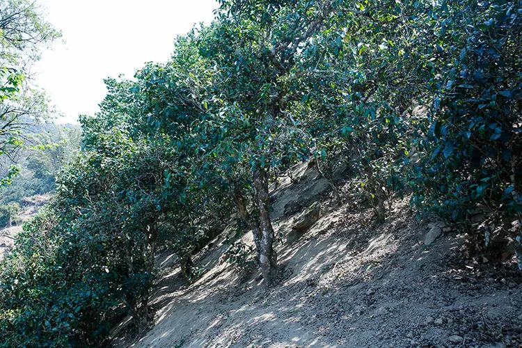 2023年那卡古樹春茶價格是多少？