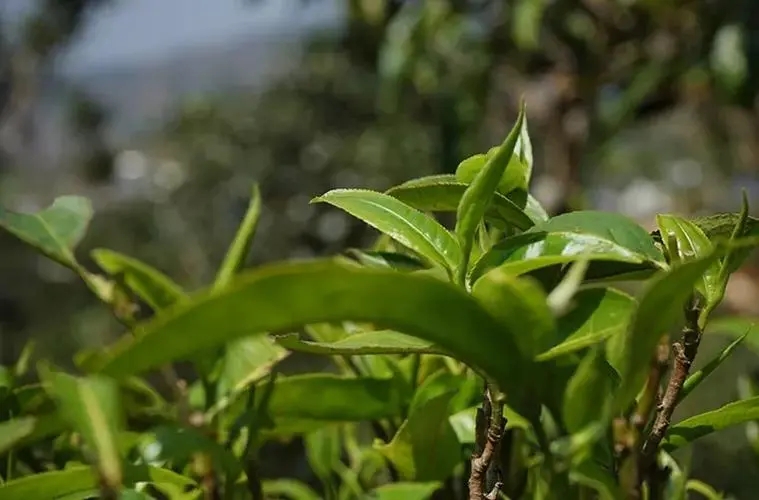 2023年那卡古樹春茶多少錢一公斤？