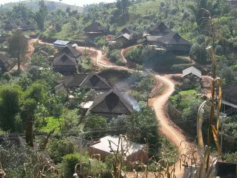 2023年保塘老寨古樹春茶品質如何？