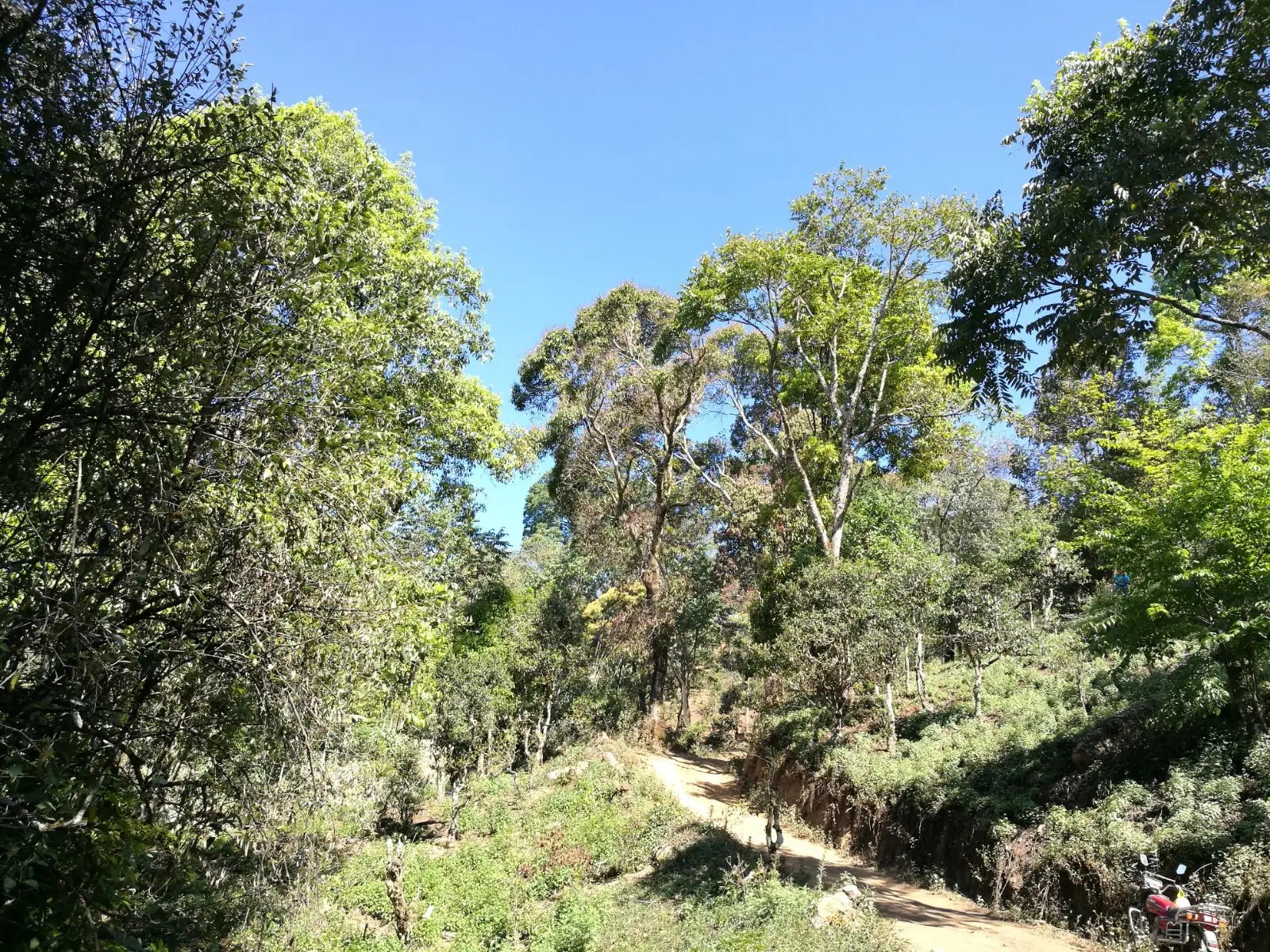 2023年保塘老寨古樹春茶口感是什么？