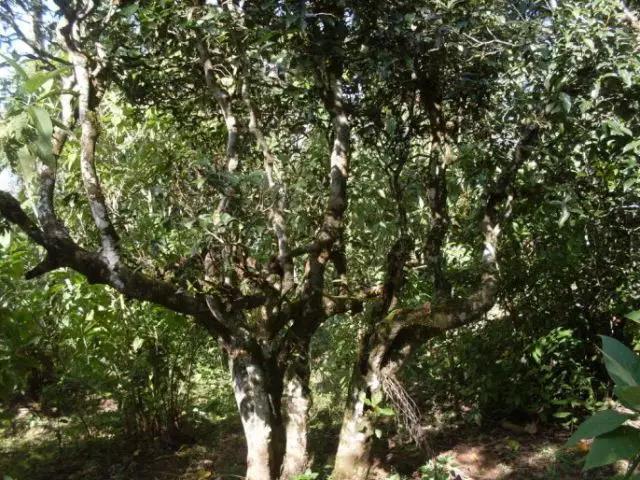 2023年保塘老寨古樹(shù)春茶多少錢(qián)一公斤？