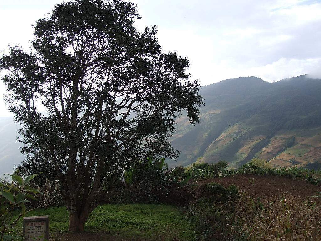 2023年邦崴古樹春茶多少錢一公斤？